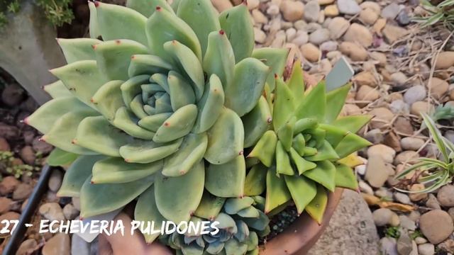 MAIS 50 NOVAS ECHEVERIAS COM IDENTIFICAÇÃO DA MINHA COLEÇÃO смотреть онлайн