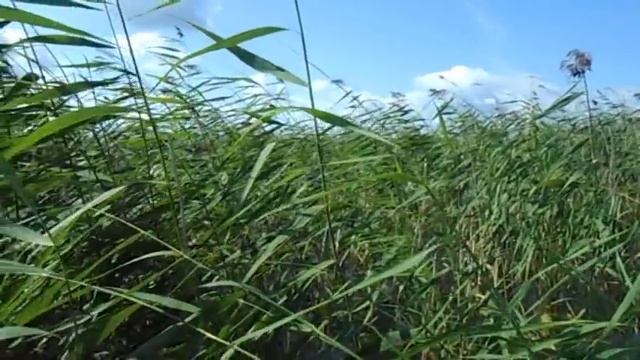 Карповая карусель. Продолжаем бежать по камышовому кругу ... (озеро Урефты, август 2017). смотреть онлайн