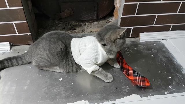 ЧТО БУДЕТ ЕСЛИ СМЕШНОЙ КОТ МАКС ПРИЗНАЕТСЯ В ЛЮБВИ КОШКЕ. СУПЕР НОВАЯ СЕРИЯ смотреть онлайн