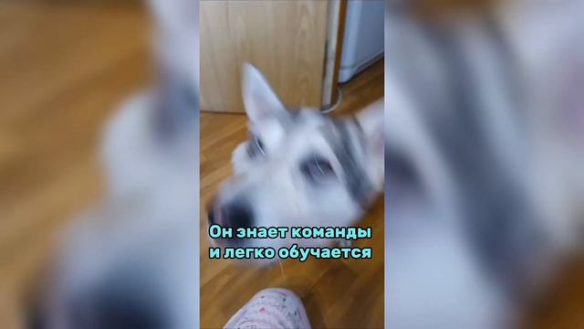 Кокосик Из Приюта ДОМА || История Малыша || Приветики Из Дома смотреть онлайн