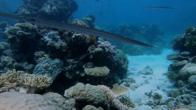 The Great Barrier Reef