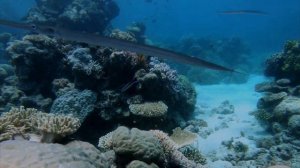 The Great Barrier Reef