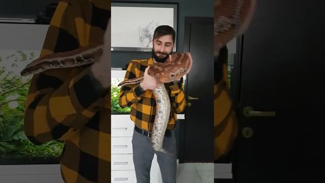 Blood python 3.5 year old handling смотреть онлайн