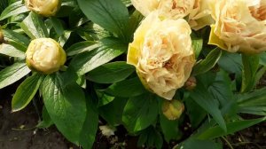 ПИОН EARLY CANARY 11 мая 2023