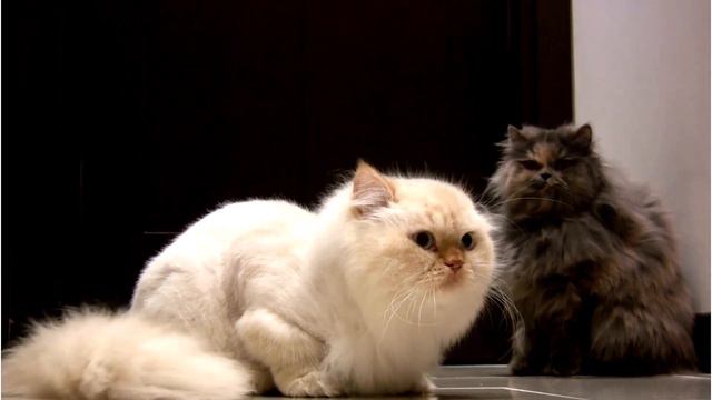 Animals 4k - 10 Cutest Animals In The World | Animal Planet TV |Relaxing Movie