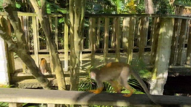 Парк обезьян Доминикана 2022 / Monkey Park Dominican Republic 2022 смотреть онлайн