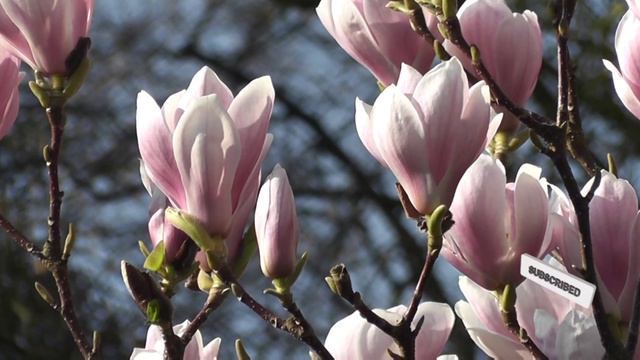 Top 10 Colorful Magnolia Flower Ever You Seen | Amazing Flowers . смотреть онлайн