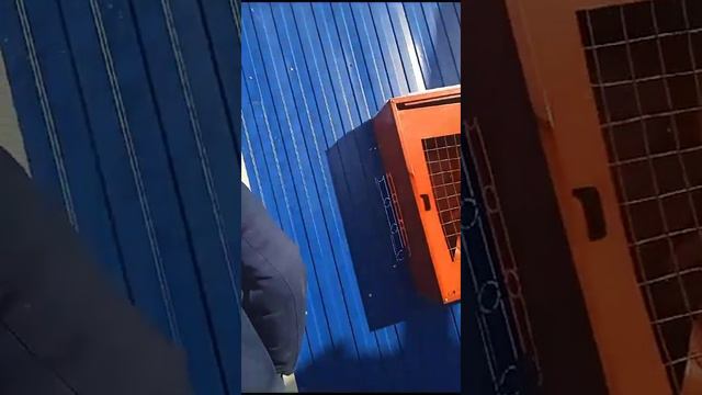 #свободный #амурскаяобласть смотреть онлайн