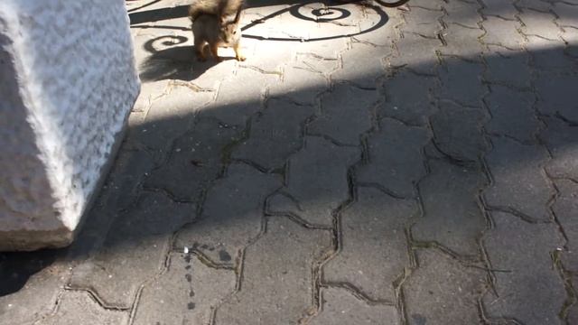 БЕЛОЧКА....фундук любит смотреть онлайн