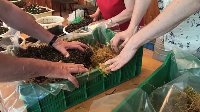 Как упаковываются черенки клюквы для транспортировки смотреть онлайн