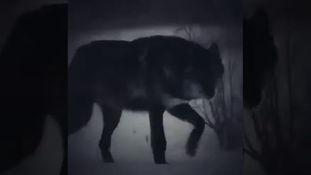 Характер волка смотреть онлайн