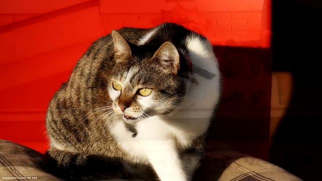 Deva with Panasonic Lumix DMC TZ 100 смотреть онлайн