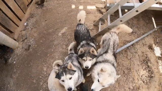 гуляем и играем с #хаски смотреть онлайн