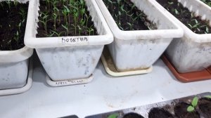 Всхожесть перцев 100%. Перцы взошли на 4 день