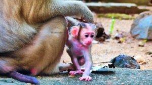 OOHH, M.G-Fun-Clip… MOSLEY tiny baby monkey walks-shaking-steps-failed many times-Heart-Breaking