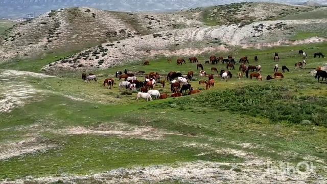Красивый табун лошадей идёт в горы смотреть онлайн