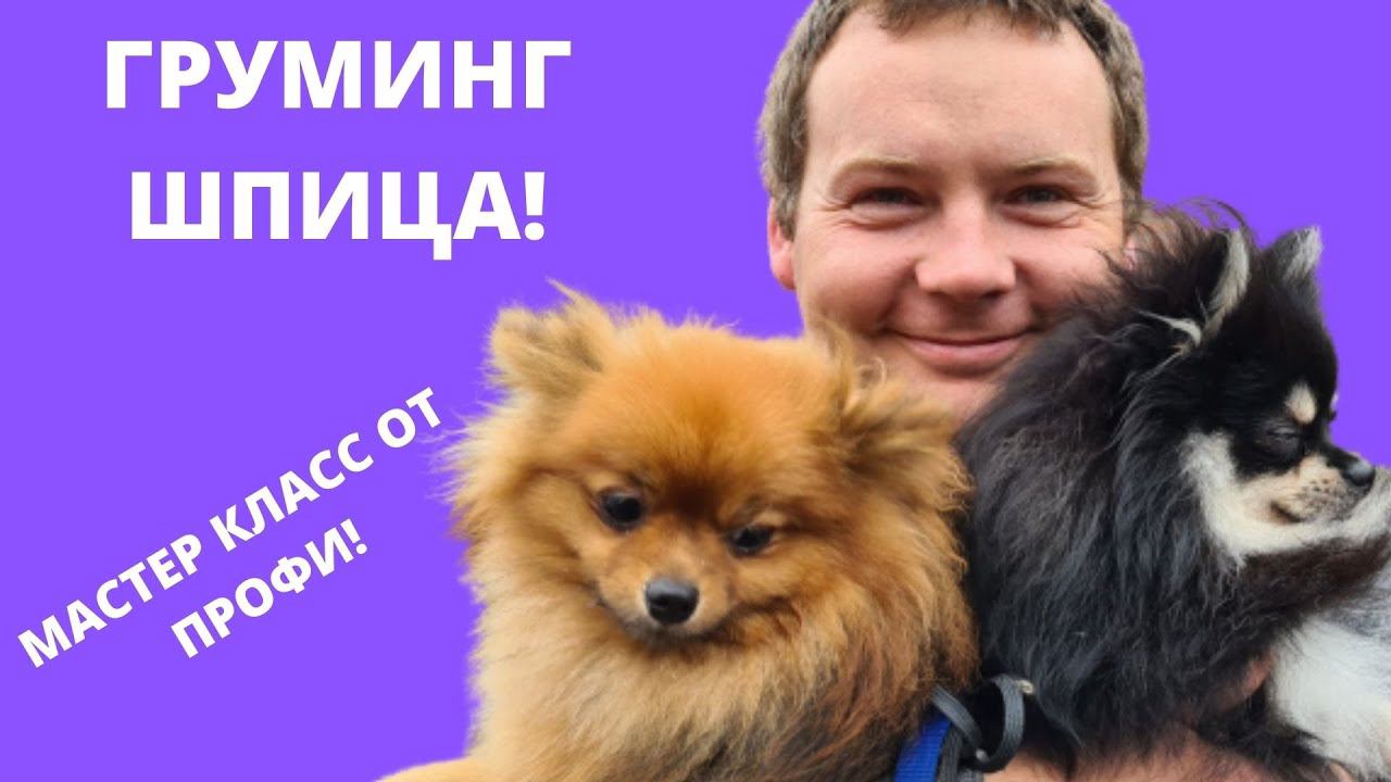 Что такое груминг собак? Едем на груминг