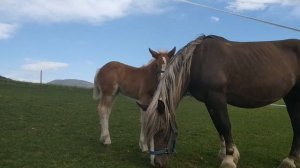 Лошади в Австрии /Маленькие лошадки / Породистые лошади /Ферма лошадей в Австрии /