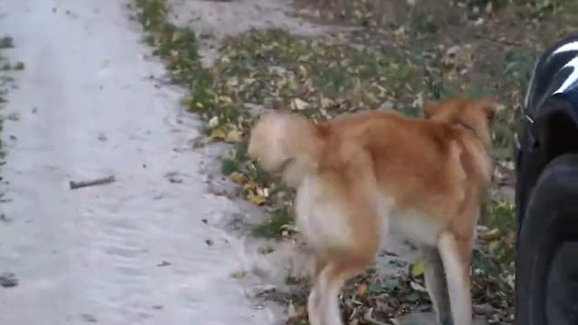 Акита ину. Щенок. Питомник акита ину. смотреть онлайн