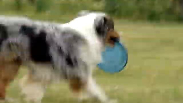 Витухина Вера австралийская овчарка Лютик смотреть онлайн