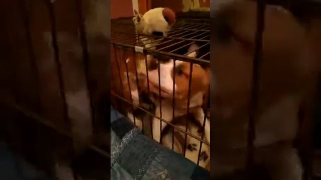 Американский стаффорширдский терьер 5 месяцев игра в клетке смотреть онлайн