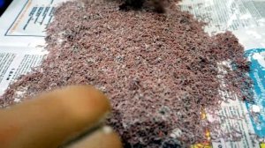 Как сохранить кормового мотыля и подготовить его к рыбалке - разбивка мотыля.