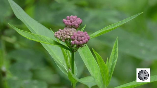 Asclépiade incarnate/Swamp Milkweed (Asclepias incarnata) смотреть онлайн