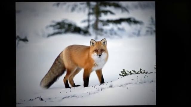 ПРИРОДУ МЫ ДОЛЖНЫ БЕРЕЧЬ! смотреть онлайн