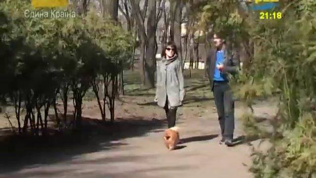 Как выбирать собаку. Советы специалиста смотреть онлайн