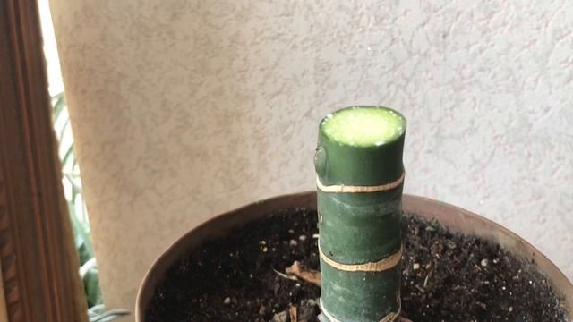 951. Диффенбахия. Обрезка и размножение Диффенбахии.