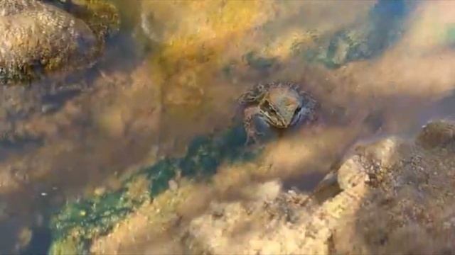 Жаба клава (лягушка). смотреть онлайн