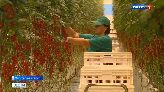 Теплицы Луховицкие овощи смотреть онлайн