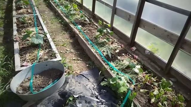 Капельный полив в теплицу всего за 153 рубля смотреть онлайн