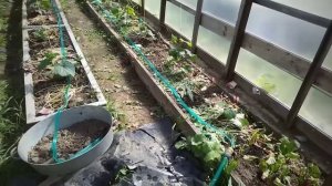 Капельный полив в теплицу всего за 153 рубля