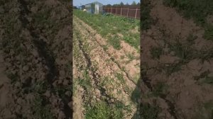 Скашивание ботвы картофеля