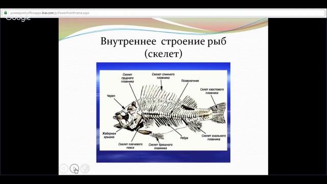 ЕГЭ по биологии 11 класс Занятие №8 Царство животные Подцарство многоклеточные смотреть онлайн