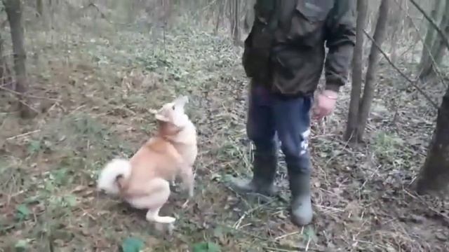 Соя где тетерев? смотреть онлайн