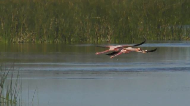 American Flamingo with music смотреть онлайн