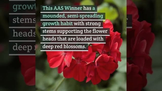 Geranium Calliope in Dark Red - AAS Winner смотреть онлайн