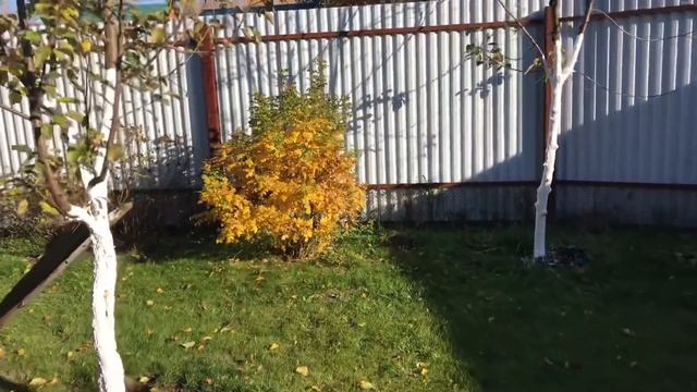 Моя любимая дача. Осень на даче.??????. Осенние барбарисы. смотреть онлайн