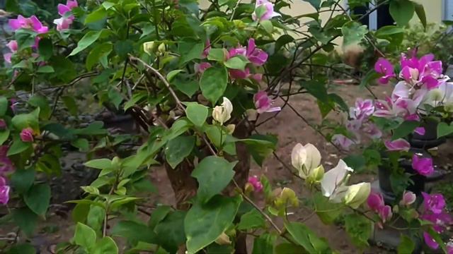 bogenvill ice cream смотреть онлайн