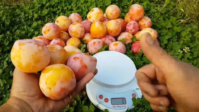 Слива Диплоидная Byron Gold смотреть онлайн