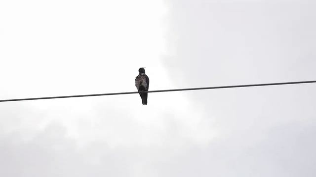 黑冠鵑隼 black baza смотреть онлайн