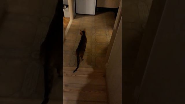 Бенгальская кошка загуляла просит кота