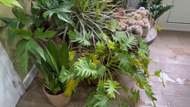 weekly vlog #8: Rempotage d'orchidée, Philodendron Xanadu & mini tour des plantes смотреть онлайн