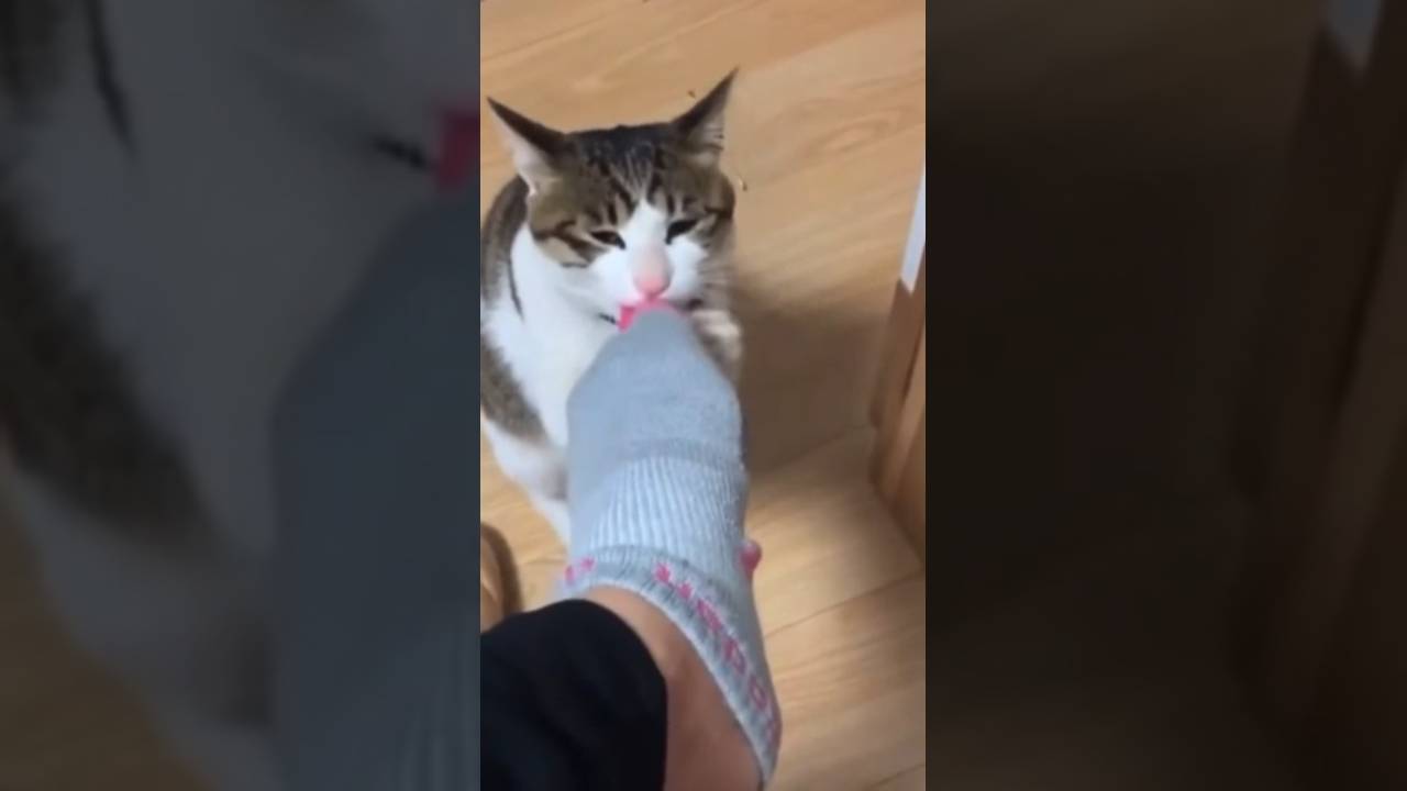 А ваш кот так умеет? смотреть онлайн