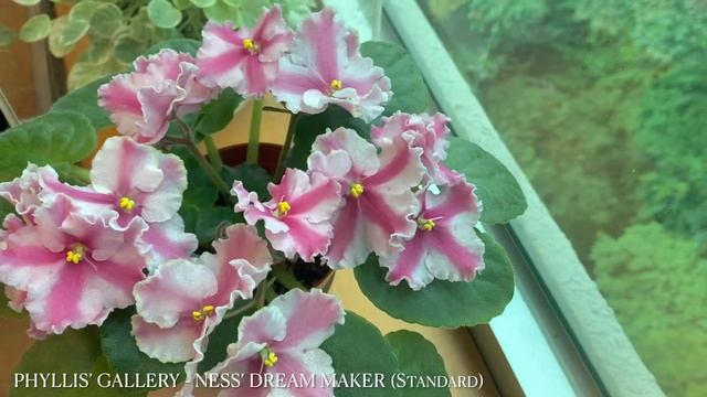 African Violet - Ness' Dream Maker смотреть онлайн