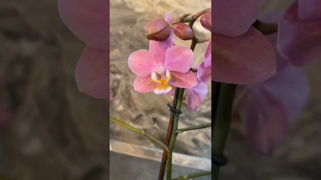 🌺Орхидея Фаленопсис🌺Мультифлора🌺 смотреть онлайн