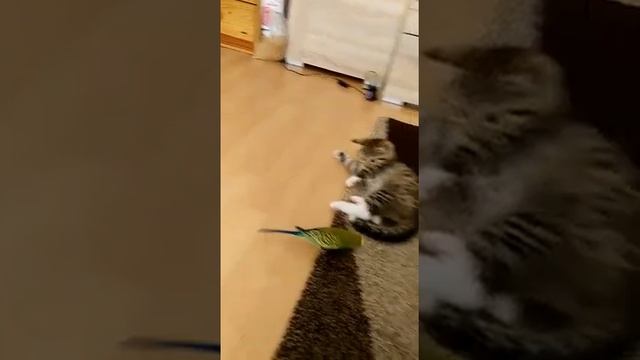 Волнистый Попугайчик играется с Котёнком смотреть онлайн