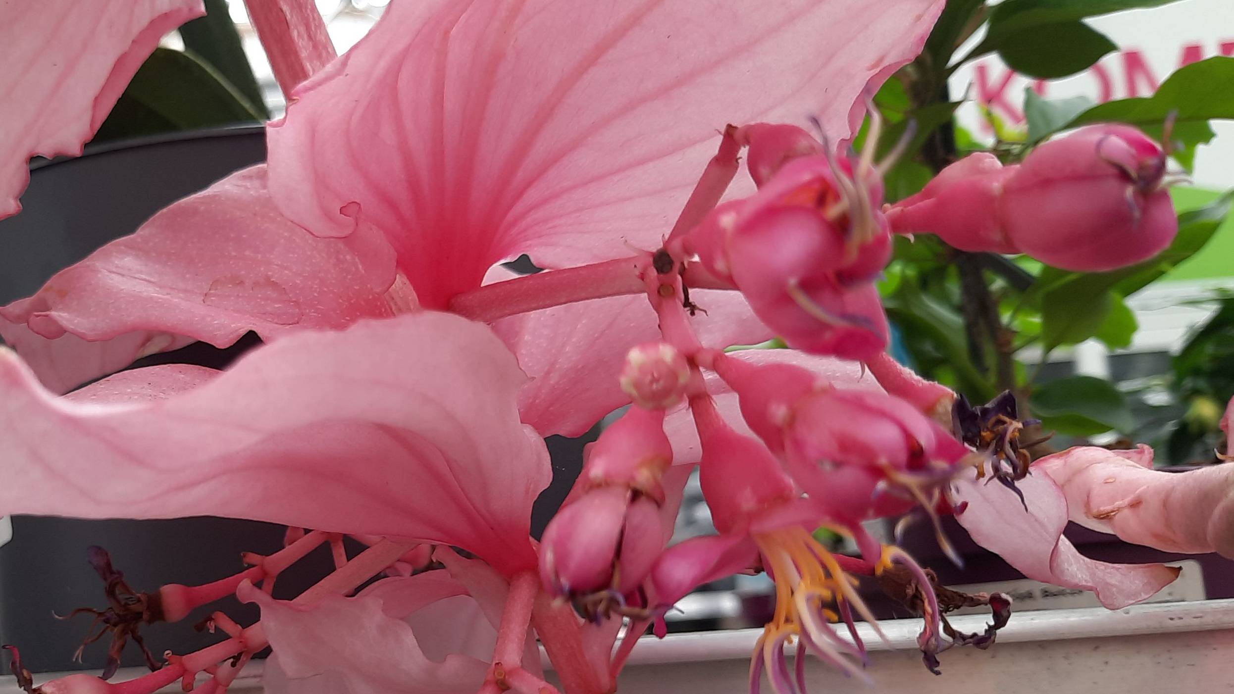 ПЛАНЕТА ЛЕТА.УЦЕНКИ ОРХИДЕЙ_//08.07.24_// смотреть онлайн